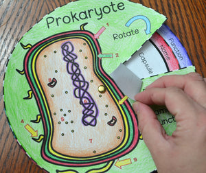 Prokaryote Cell Wheel Foldable