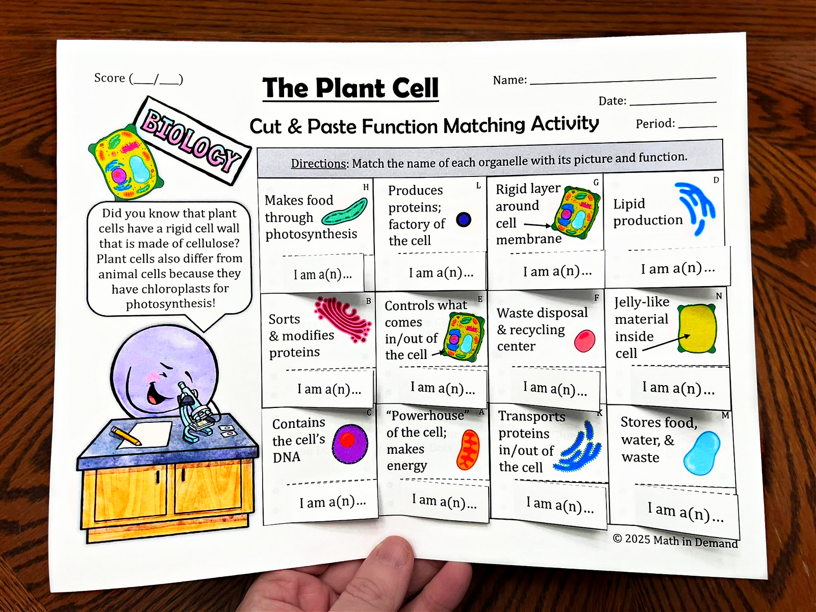 Plant Cell Cut & Paste Matching Functions & Organelles Activity - Math ...