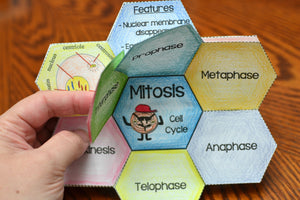 Mitosis Foldable