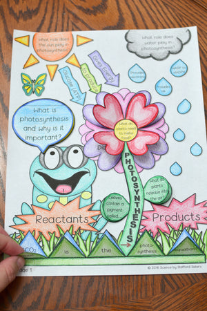 Photosynthesis Foldable