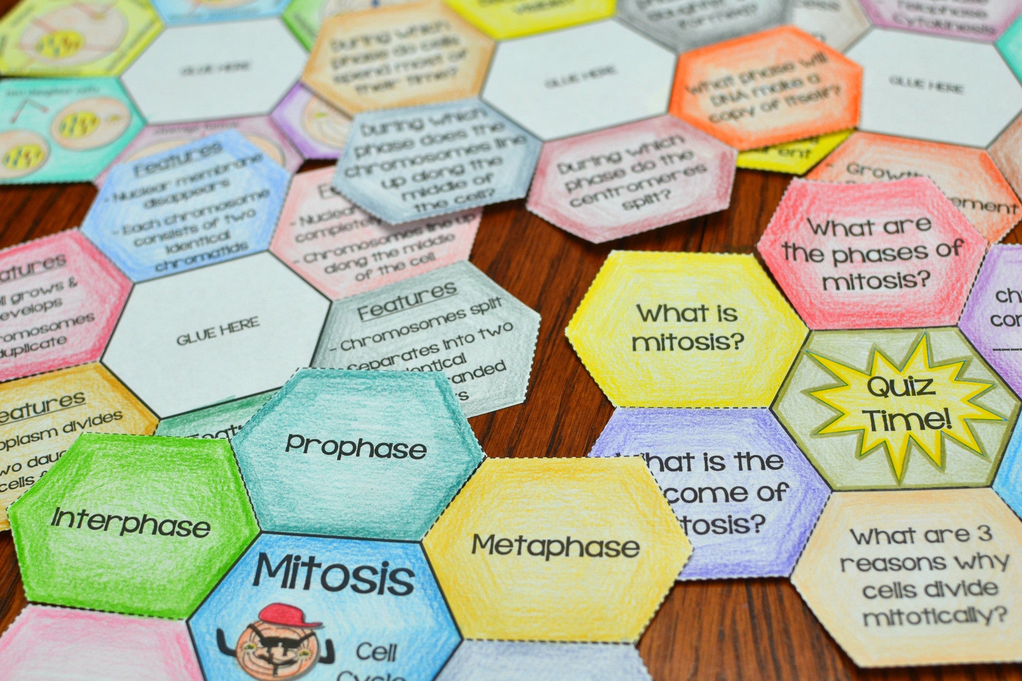 Mitosis Foldable Math In Demand