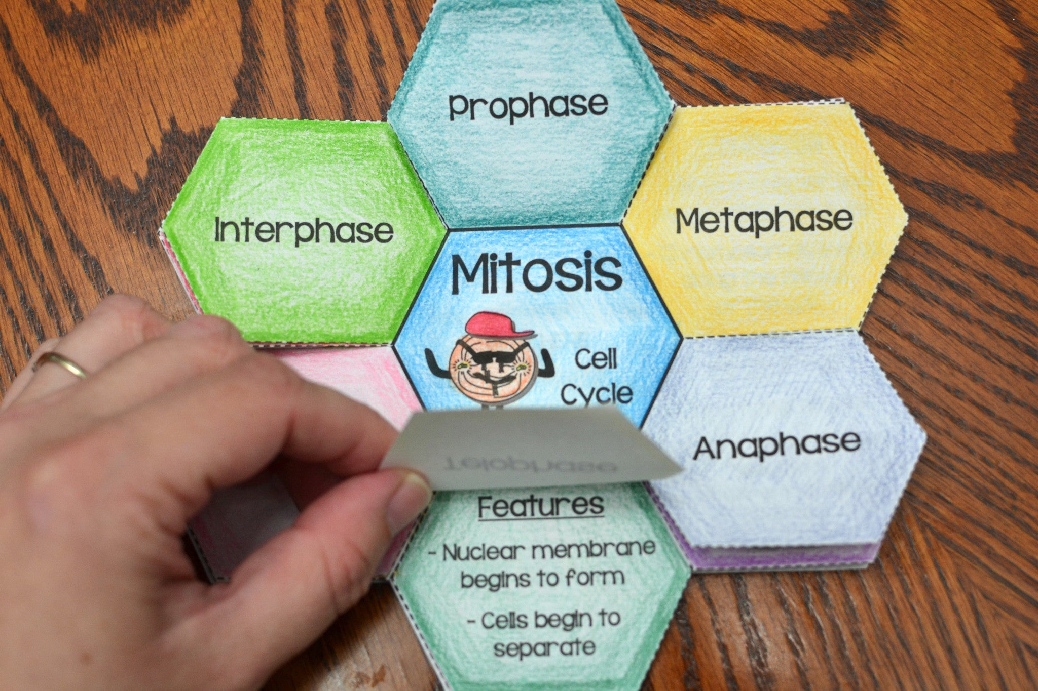 Cell Cycle Foldable