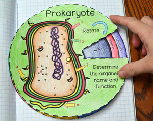 Prokaryote Cell Wheel Foldable