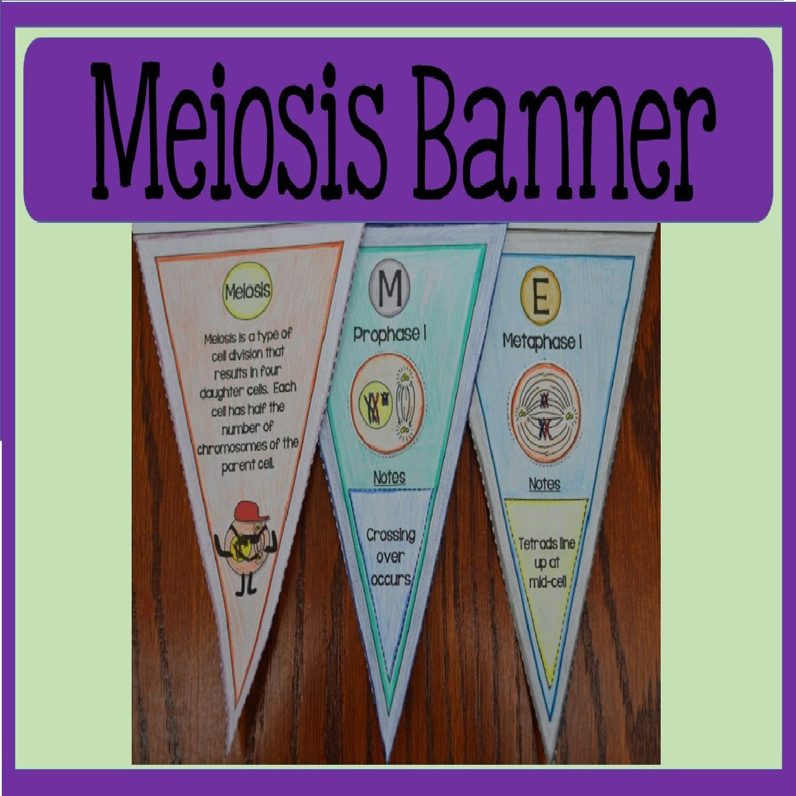Meiosis Banner