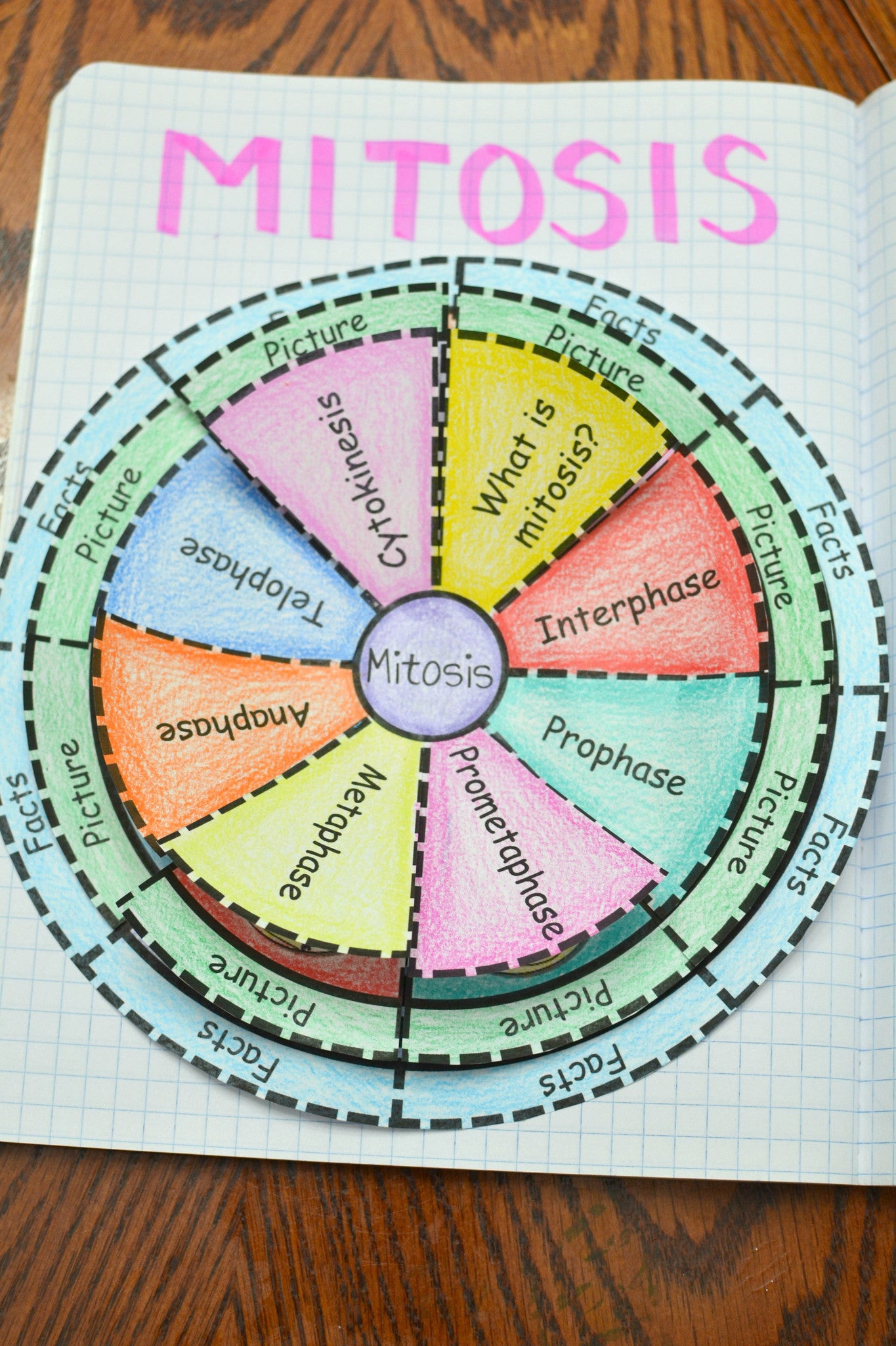 Mitosis Foldable Math In Demand