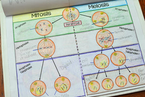 Mitosis vs Meiosis Flipbook