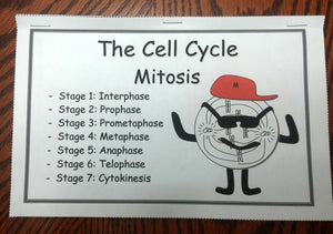 Mitosis and Meiosis Bundle