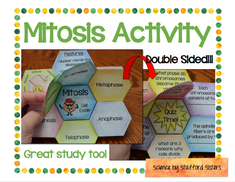 Mitosis Foldable - Math in Demand