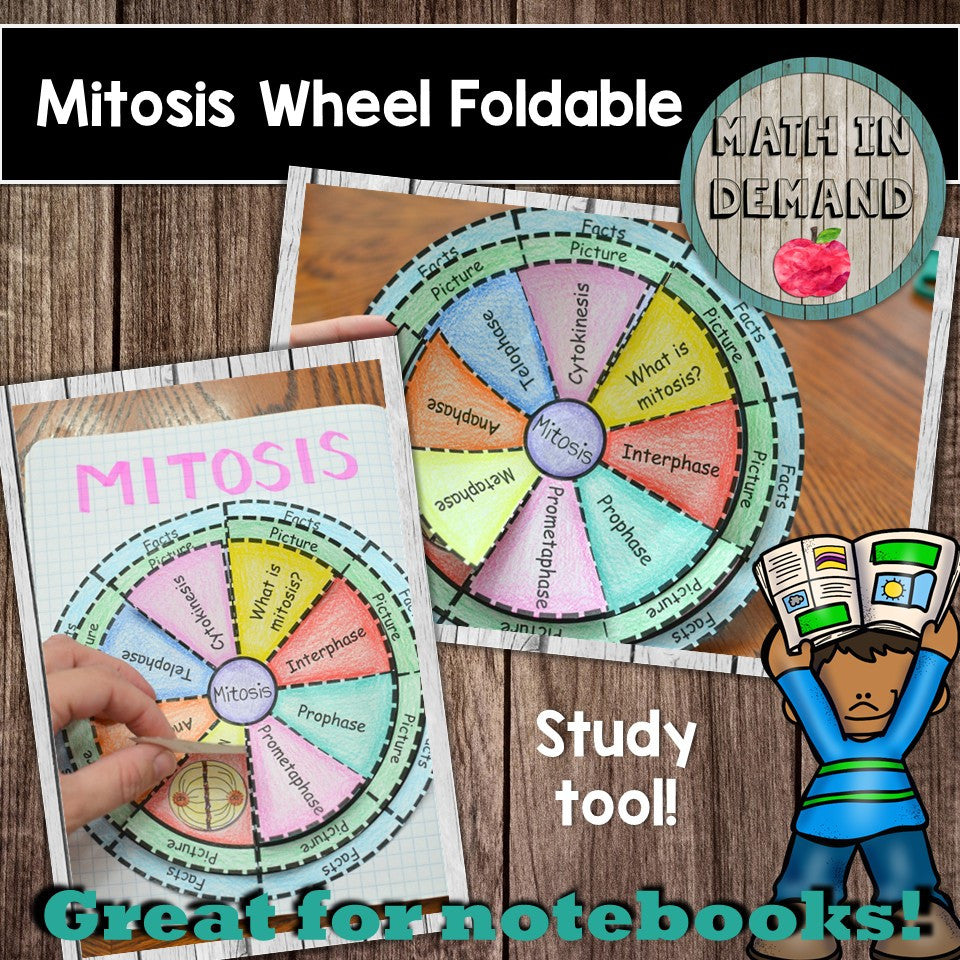 Mitosis Foldable Math In Demand